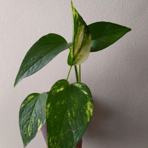 Jessenia pothos!